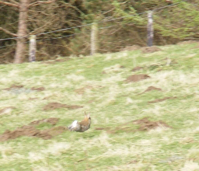 A Rabbit in Baysdale