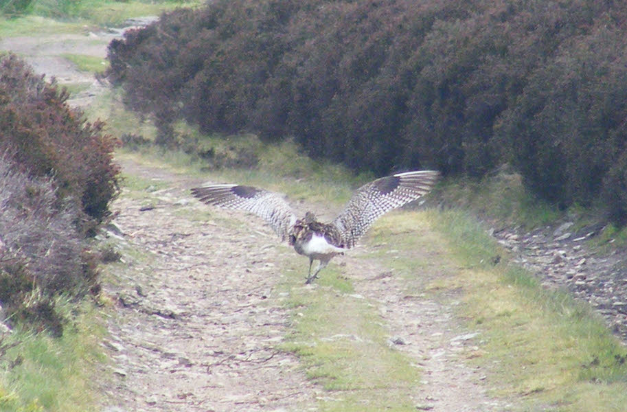 Curlew Taking Off 