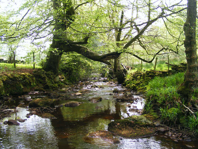 Hartoft Beck at Birch Farm