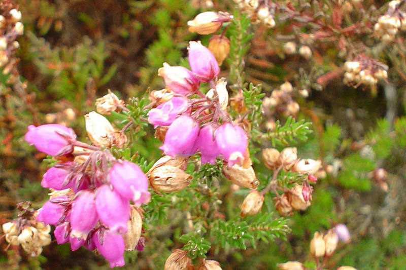 Heather Flowers in September 