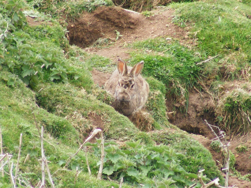 Older Rabbit, Black Hambleton