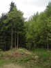 Thimbleby Woods